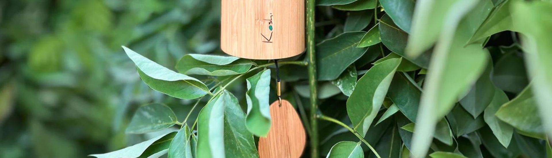 Kit Koshi in Offerta fino a Fine Luglio